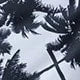 Conjunto de Biquíni 3 Peças Estampa Tropical Ilha Tropical — fotografia 82 | Mar & Pérola